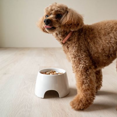 Image showing 9 th Richell Raised Slow Feeder Bowl