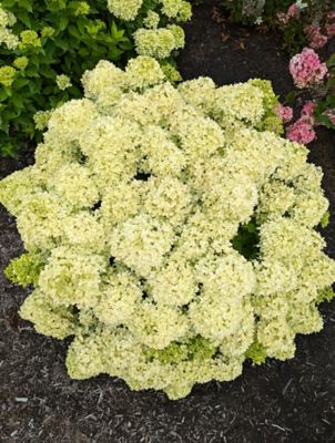 Image showing  Jumbo Pint Bubble Bath Hardy Hydrangea
