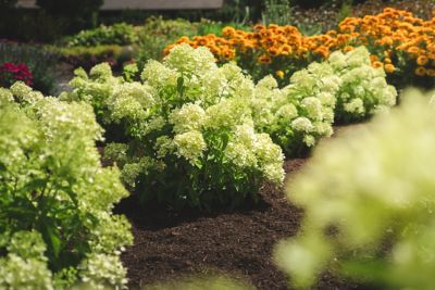 Image showing  Jumbo Pint Bubble Bath Hardy Hydrangea