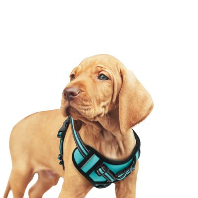 GOOPAWS Adjustable Padded Easy Control Lightweight Reflective Dog Harness, Blue, S