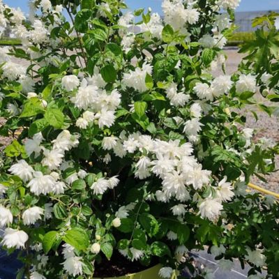 Southern Living Phil. Pearls of Perfume, 2g
