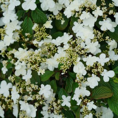 Proven Winners Viburnum Steady Eddy 2g