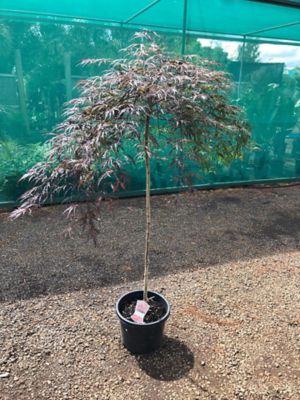 Weeping Japanese Maple