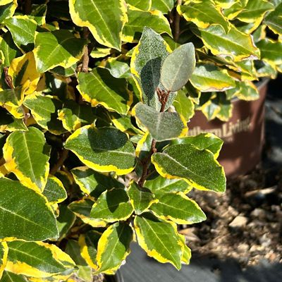 Southern Living Eleagnus Olive Martini, 2 gal.