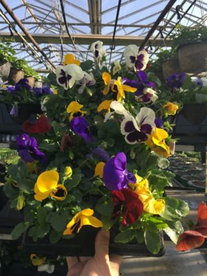 Image showing 6 in. Pot Pansy