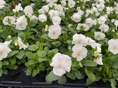 Image showing 6 in. Pot Pansy