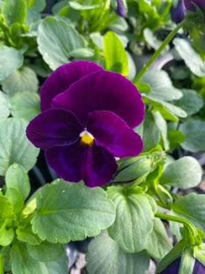 Image showing 6 in. Pot Pansy