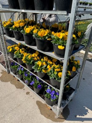 Image showing 10 in. Pansy HB