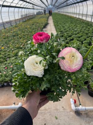 8 in. Ranunculus