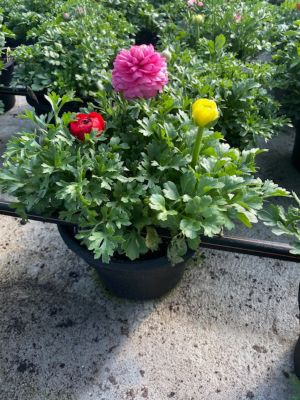 Image showing 8 in. Ranunculus