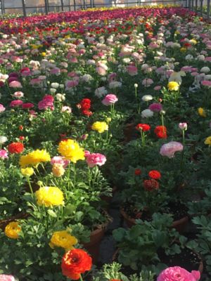 Image showing 8 in. Ranunculus