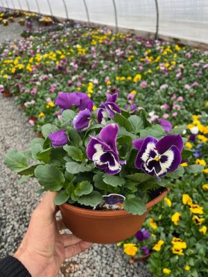 10 in. Pansy Bowl