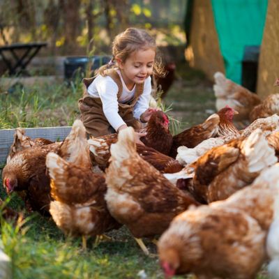 Image showing  Original Liquid for Poultry, Ducks and Fowl