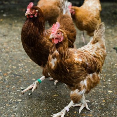 Image showing 5 th Verm-X Original Liquid for Poultry, Ducks and Fowl