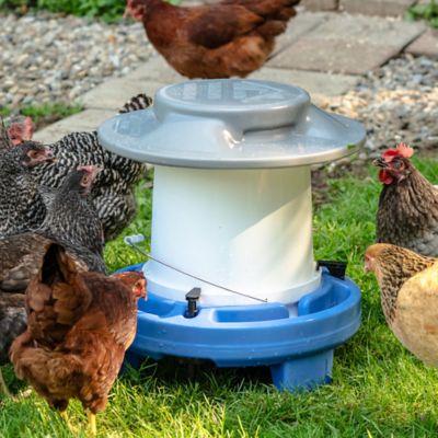 Image showing 5 th Simplay3 Farmstead Chicken Drinker