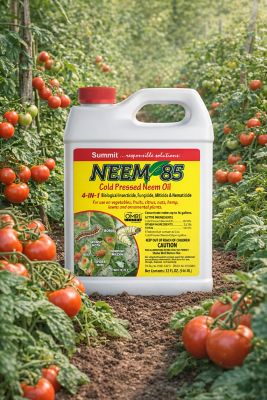Image showing  Cold Press Neem Oil 85 Quart Concentrate