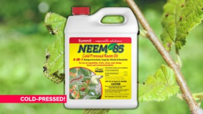 Image showing  Cold Press Neem Oil 85 Quart Concentrate