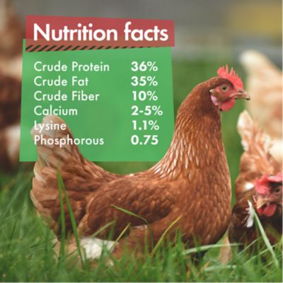 Image showing  Black Soldier Fly Larvae for Chickens - Dried BSFL Poultry Treat