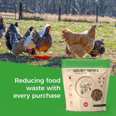 Image showing  Black Soldier Fly Larvae for Chickens - Dried BSFL Poultry Treat