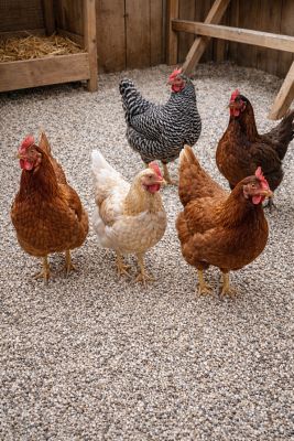 Image showing  Clean Coop Sand, Chicken Coop Sand Bedding Litter