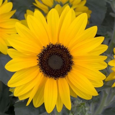 8 in. Sunflower
