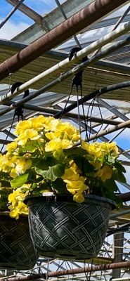 Reiger Begonia Hanging Baskets 10 in. Reiger Begonia Hanging