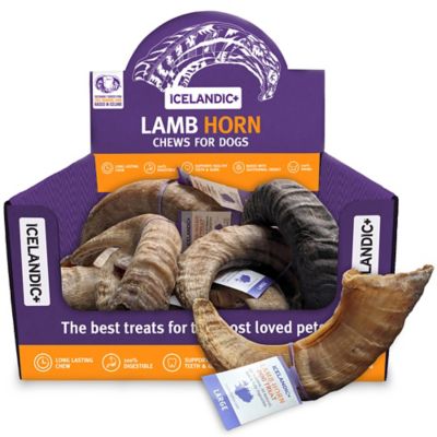 Icelandic+ Lamb Horn: Large - 12pk