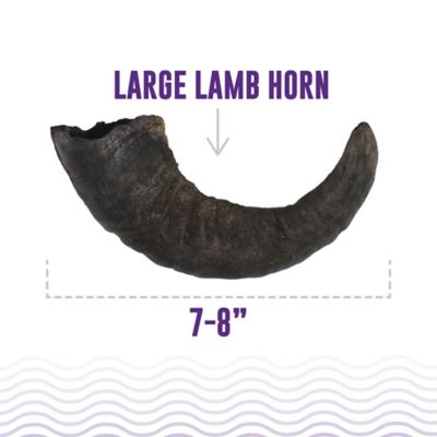 Image showing  Lamb Horn: Large - 12pk