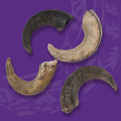 Image showing  Lamb Horn: Large - 12pk