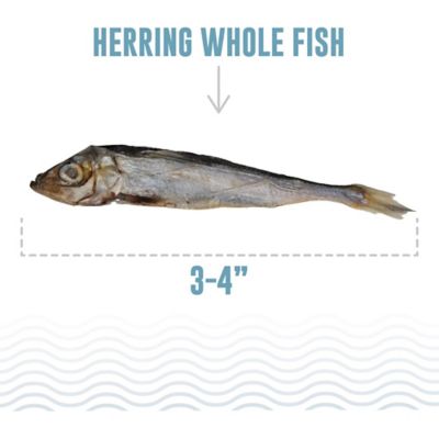Image showing  Whole Fish: Herring, 1 oz.