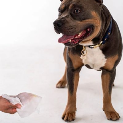 Image showing  Pet Wipes: Lavender, 200ct