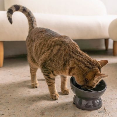 Image showing  Elevated Cat Bowl