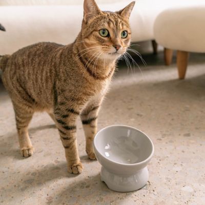 Image showing  Elevated Cat Bowl