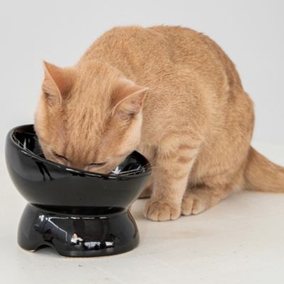 Image showing  Elevated Cat Bowl