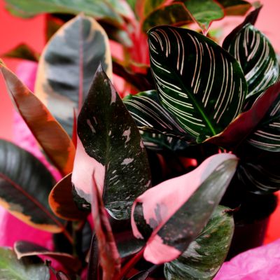 Wild Interiors Rose Foliage