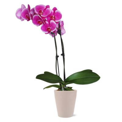 Simple Care Anthurium