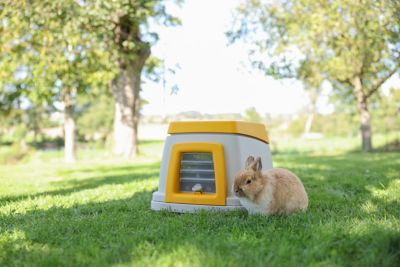 Image showing  Rabbit Burrow Bunny Base