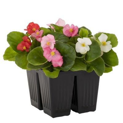 Begonia 8 pk.