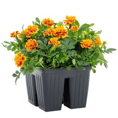 Marigold 8 pk.