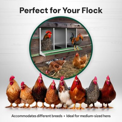 Image showing  3-Compartment Reverse Rollout Chicken Nesting Box for 15 Hens