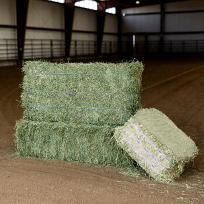 Image showing  Alfalfa 3-Tie Full Truckload, 364 Bales