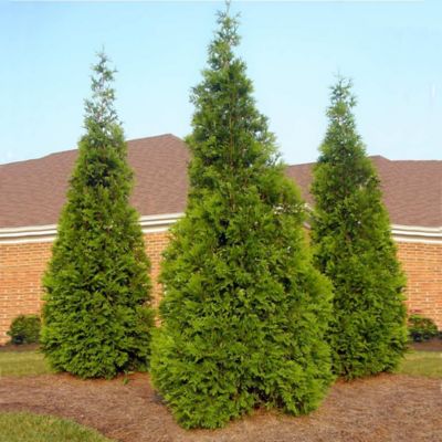 Green Giant Arb 5G