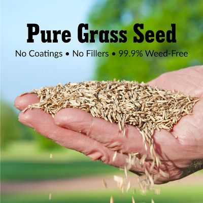 Image showing  Pure Grass Seed Kentucky Bluegrass Blend