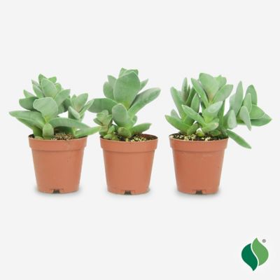 DeGroot Propeller Plant Succulent, 3 pk.