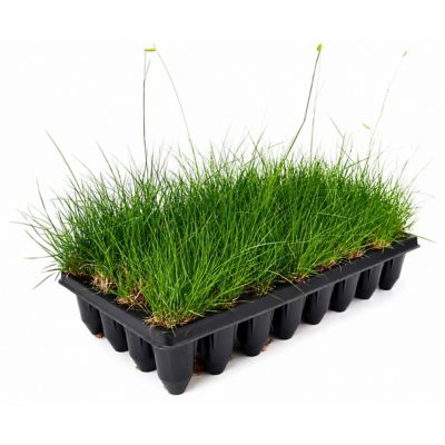 National Plant Network 3 in. Grass Bouteloua Blue Grama, 32 pk.