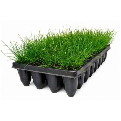 National Plant Network 3 in. Texas Sedge, 32 pk.