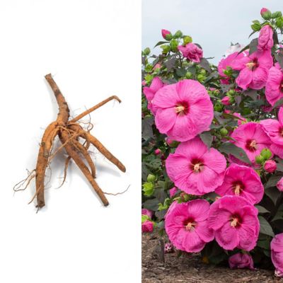 National Plant Network Bare Root Hibiscus Head Over Heels Passion
