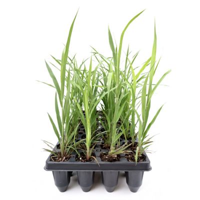 National Plant Network 3 in. Grass Andropogon Blackhawks Big Bluestem, 32 pk.