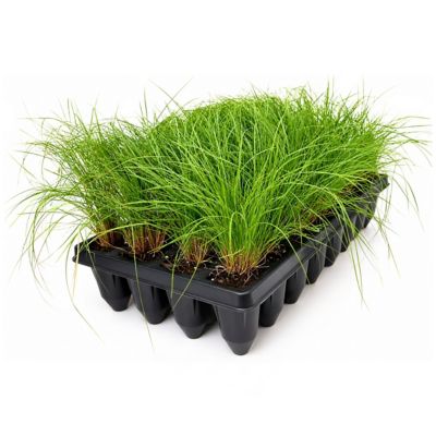 National Plant Network 3 in. Rose Muhly Grass, 32 pk.