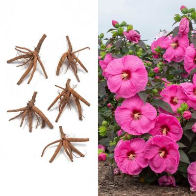 National Plant Network Bare Root Hibiscus Head Over Heels Passion, 5 pk.
